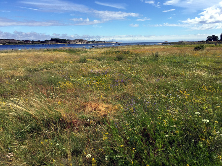 Fyn, where a flower meadow meets the sea